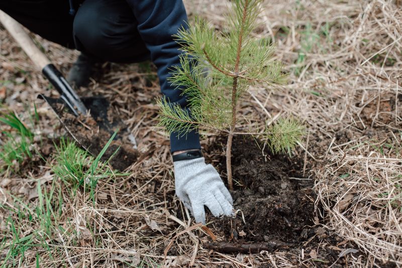 Pine Tree Pruning