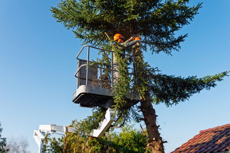 Residential Tree Service