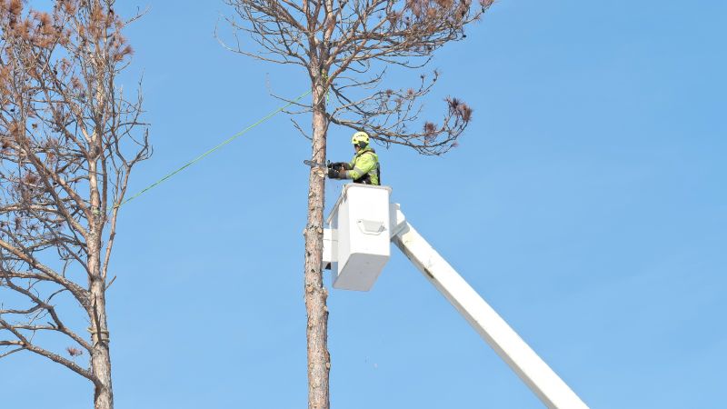 Residential Tree Service