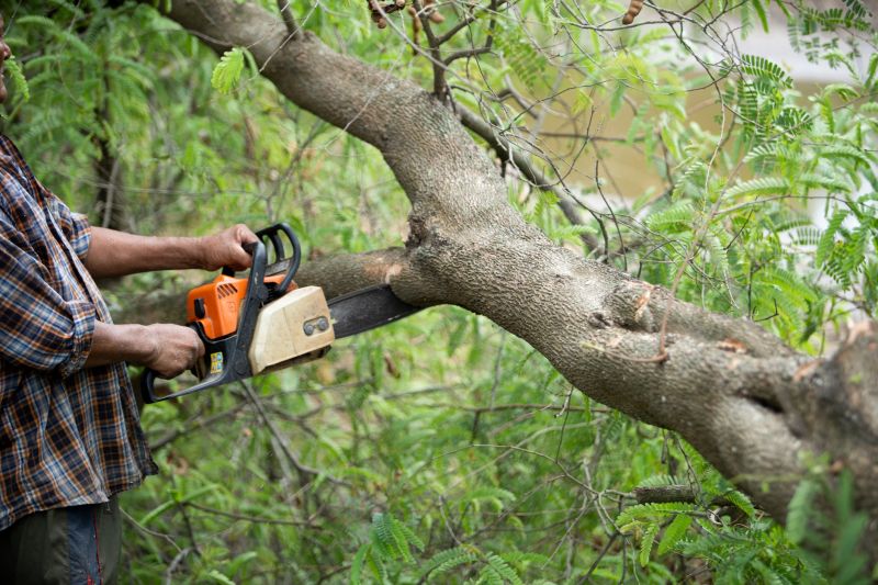 Tree Limbs Removal