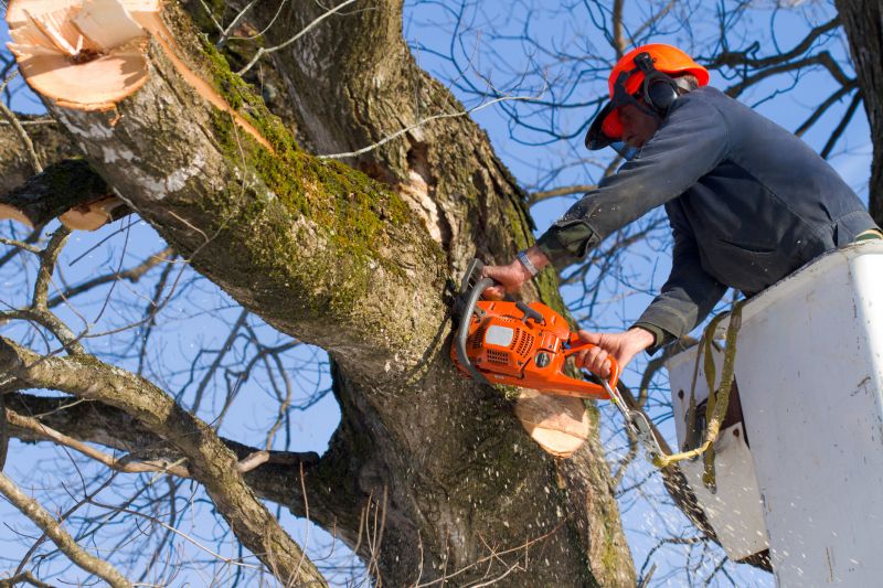 Tree Limbs Removal