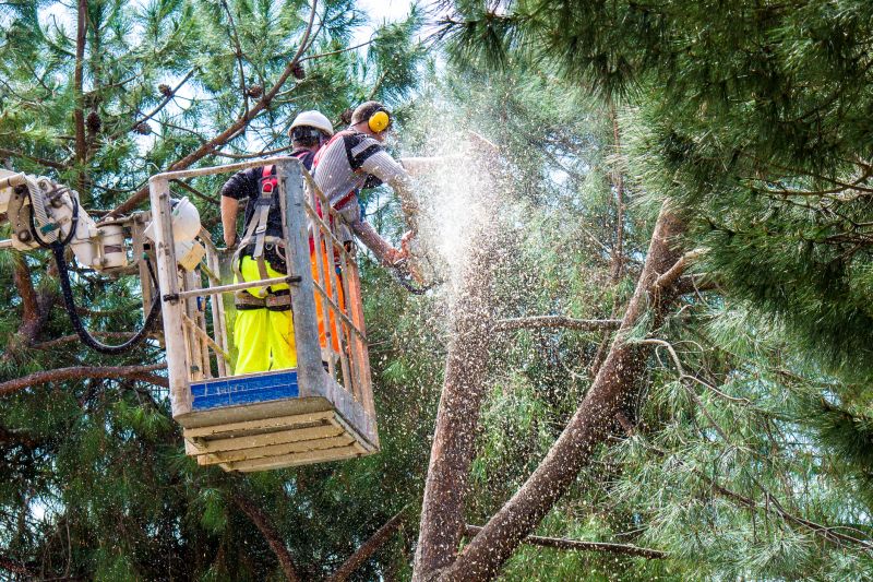 Tree Lopping Service