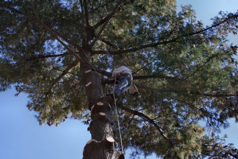 Tree Lopping Service