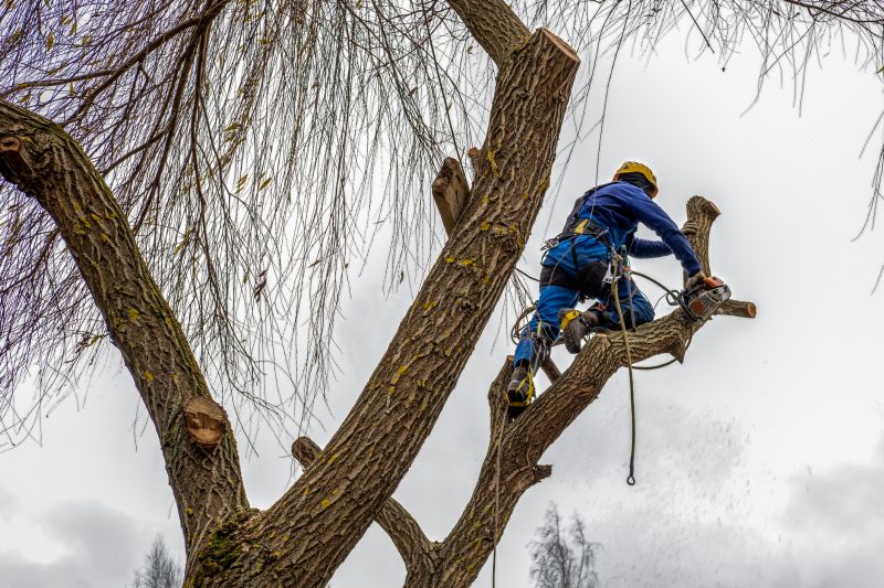 Tree Maintenance Service