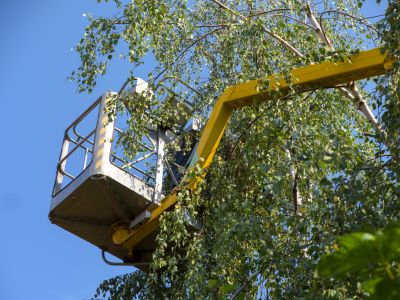 Tree Service