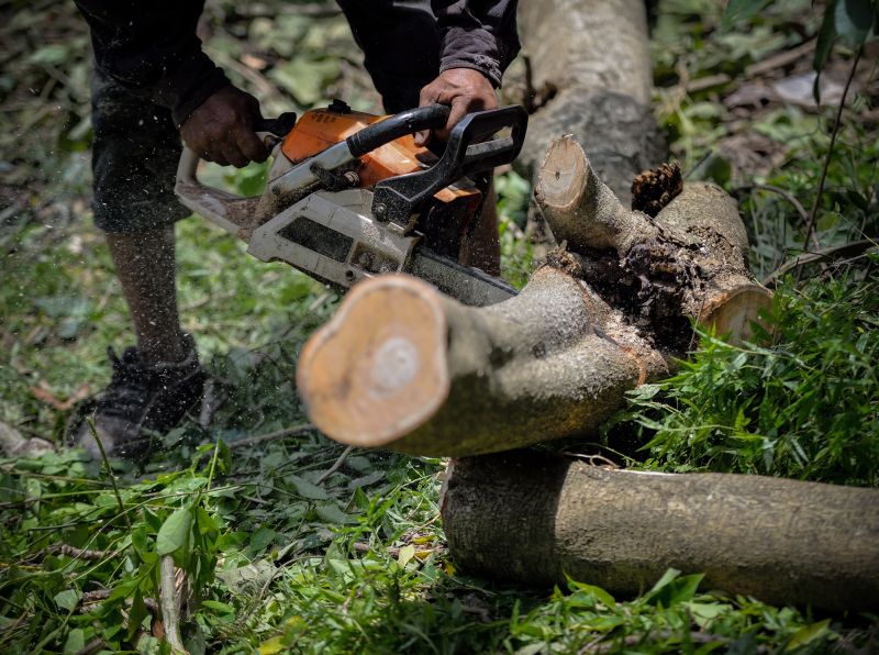 Tree Service
