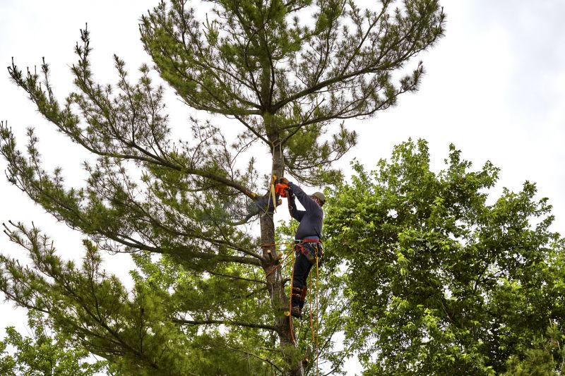 Tree Shaping Service