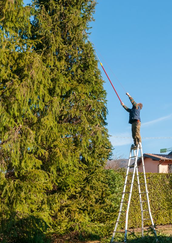 Tree Trimming Service