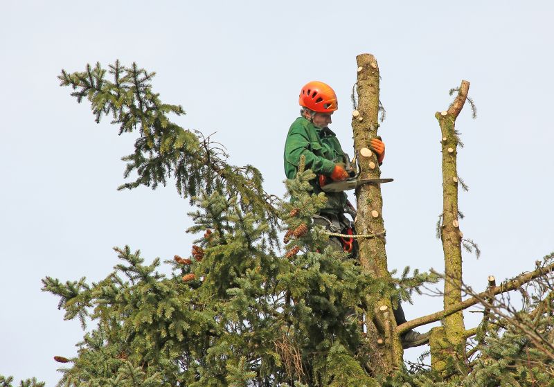 Tree Care